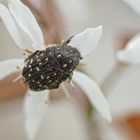 Trauer-Rosenkäfer (Oxythyrea funesta)