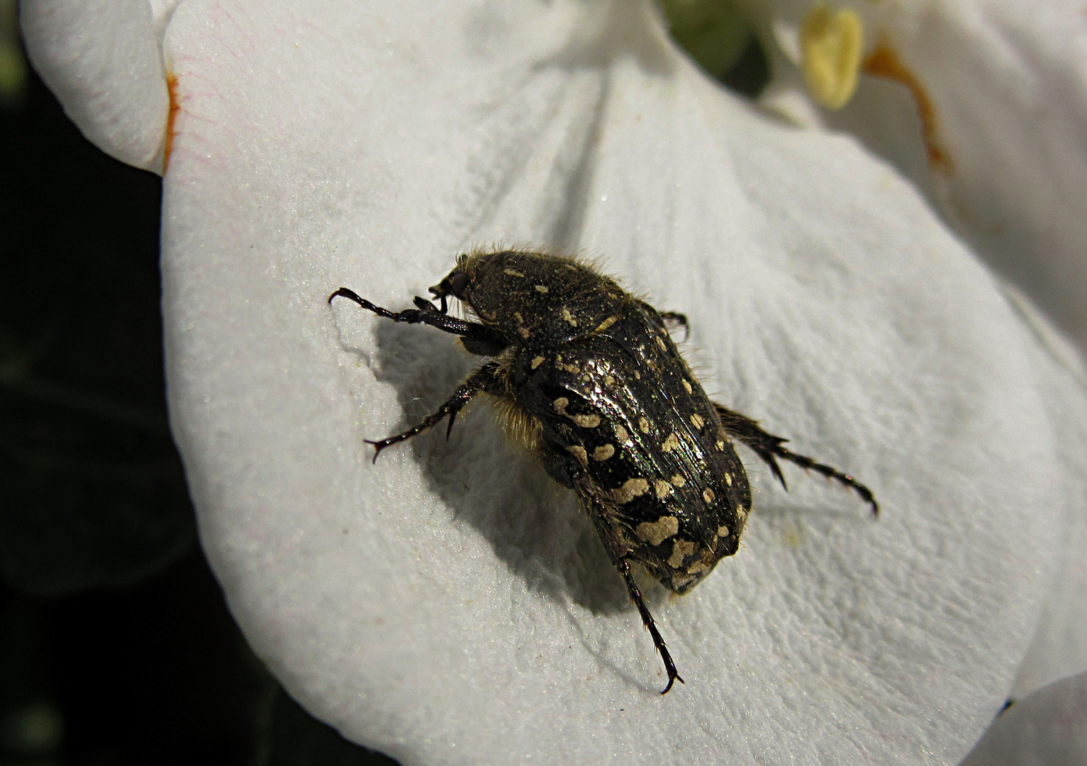 --- Trauer-Rosenkäfer (Oxythyrea funesta) ---