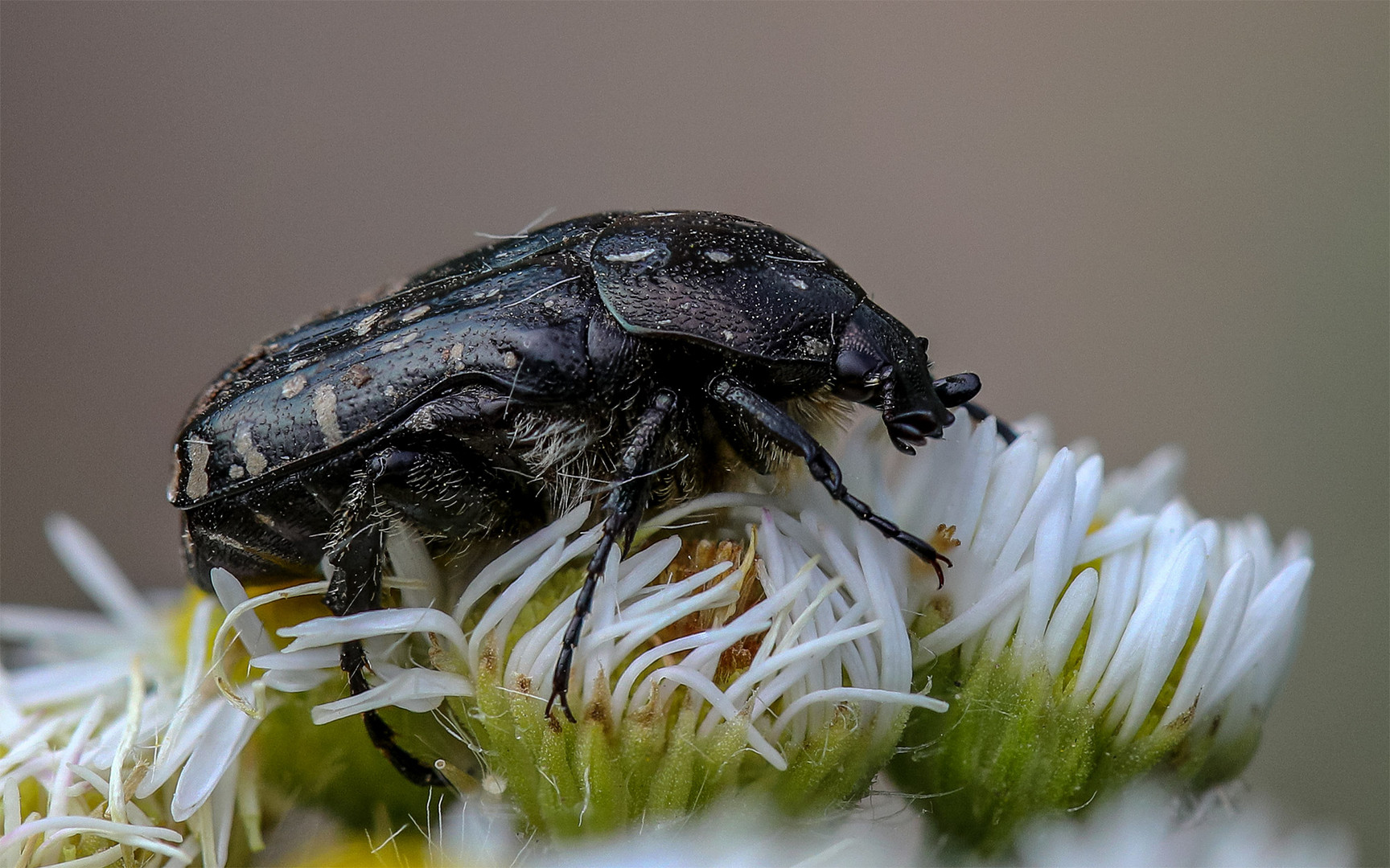 Trauer-Rosenkäfer (Oxythyrea funesta)