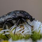 Trauer-Rosenkäfer (Oxythyrea funesta)