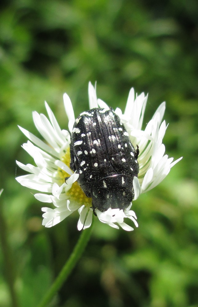 Trauer-Rosenkäfer (Oxythyrea funesta)