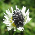 Trauer-Rosenkäfer (Oxythyrea funesta)