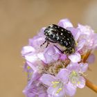 Trauer-Rosenkäfer (Oxythyrea funesta)