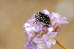 Trauer-Rosenkäfer (Oxythyrea funesta)