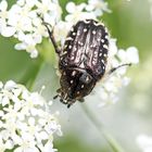 Trauer-Rosenkäfer (Oxythyrea funesta)