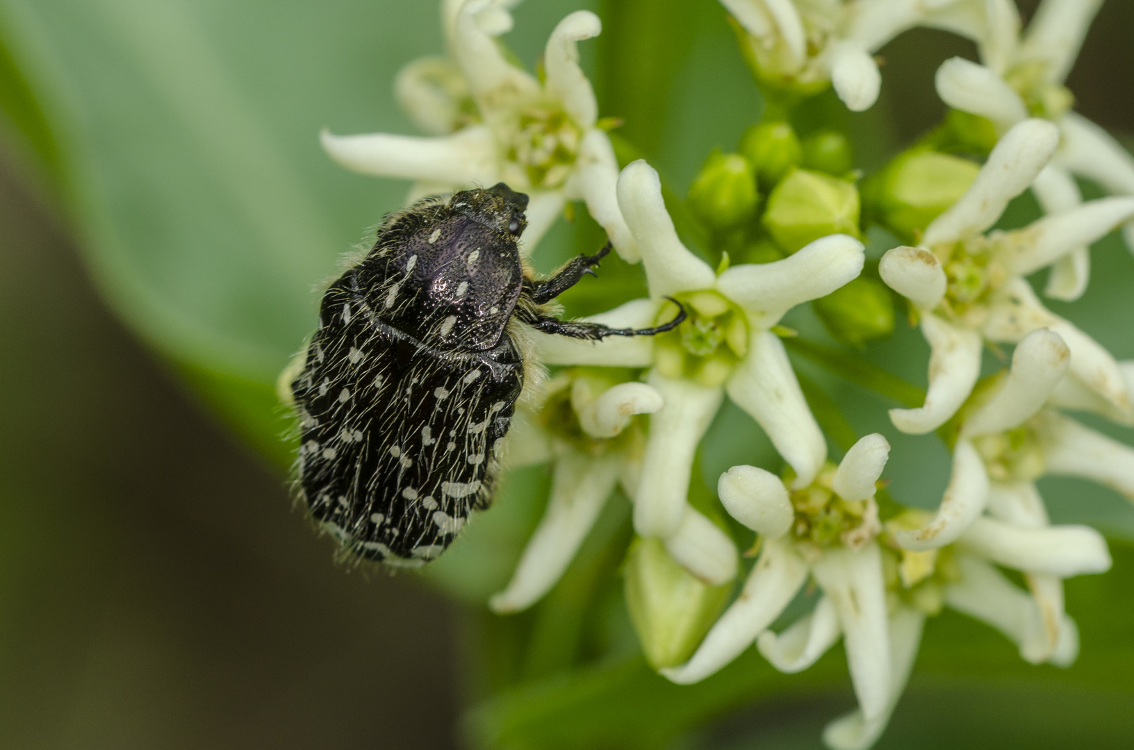 Trauer-Rosenkäfer (Oxythyrea funesta)