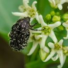 Trauer-Rosenkäfer (Oxythyrea funesta)