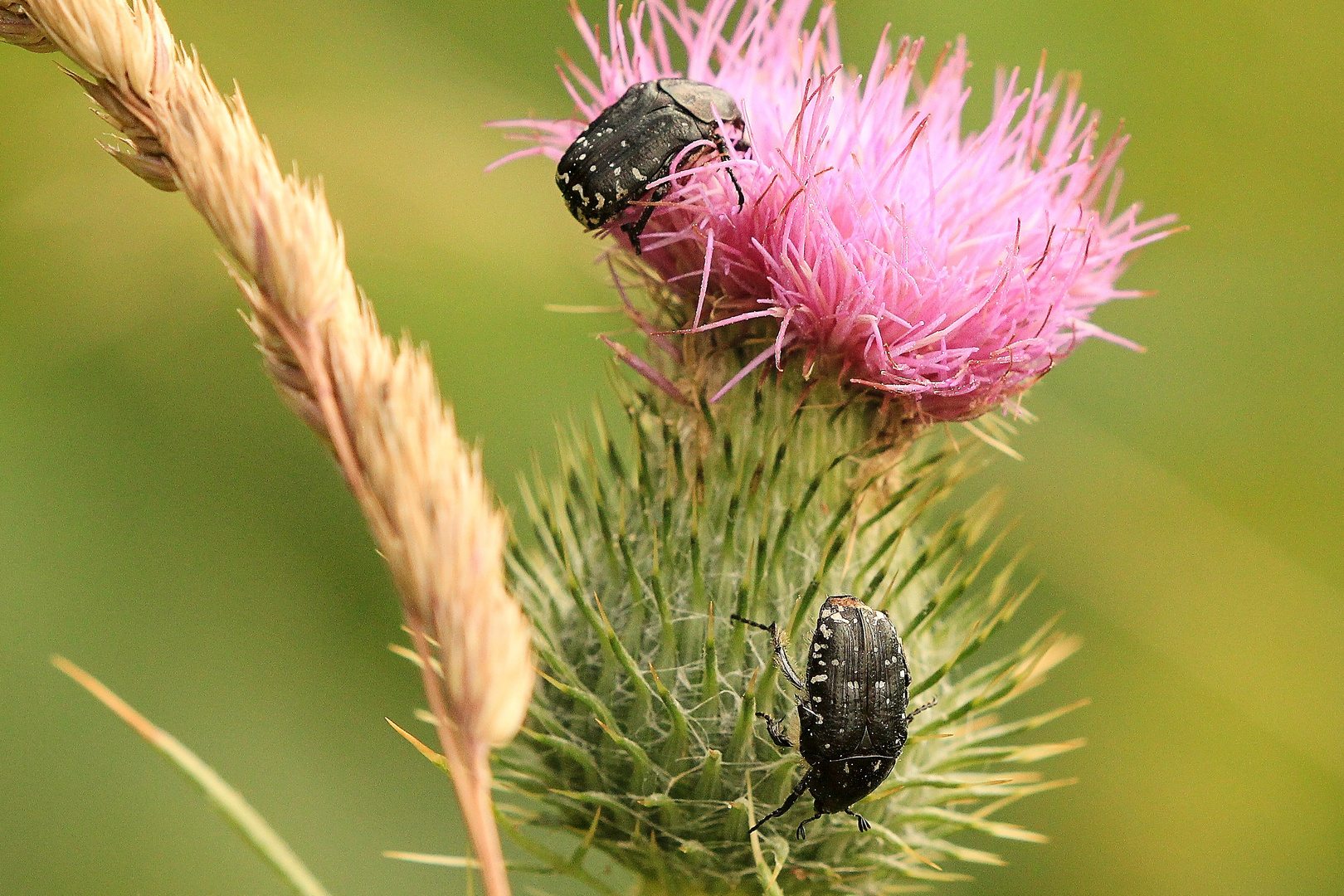 Trauer-Rosenkäfer (Oxythyrea funesta)