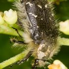 Trauer-Rosenkäfer (Oxythyrea funesta)