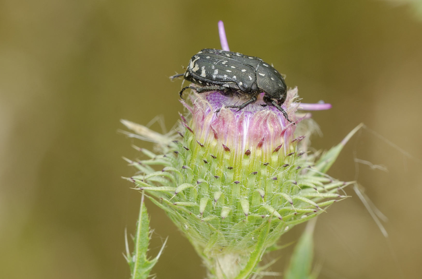 Trauer-Rosenkäfer (Oxythyrea funesta)