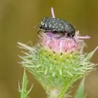 Trauer-Rosenkäfer (Oxythyrea funesta)