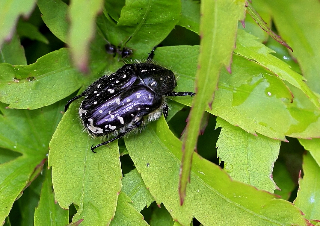 Trauer-Rosenkäfer (Oxythyrea funesta) 