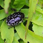 Trauer-Rosenkäfer (Oxythyrea funesta) 