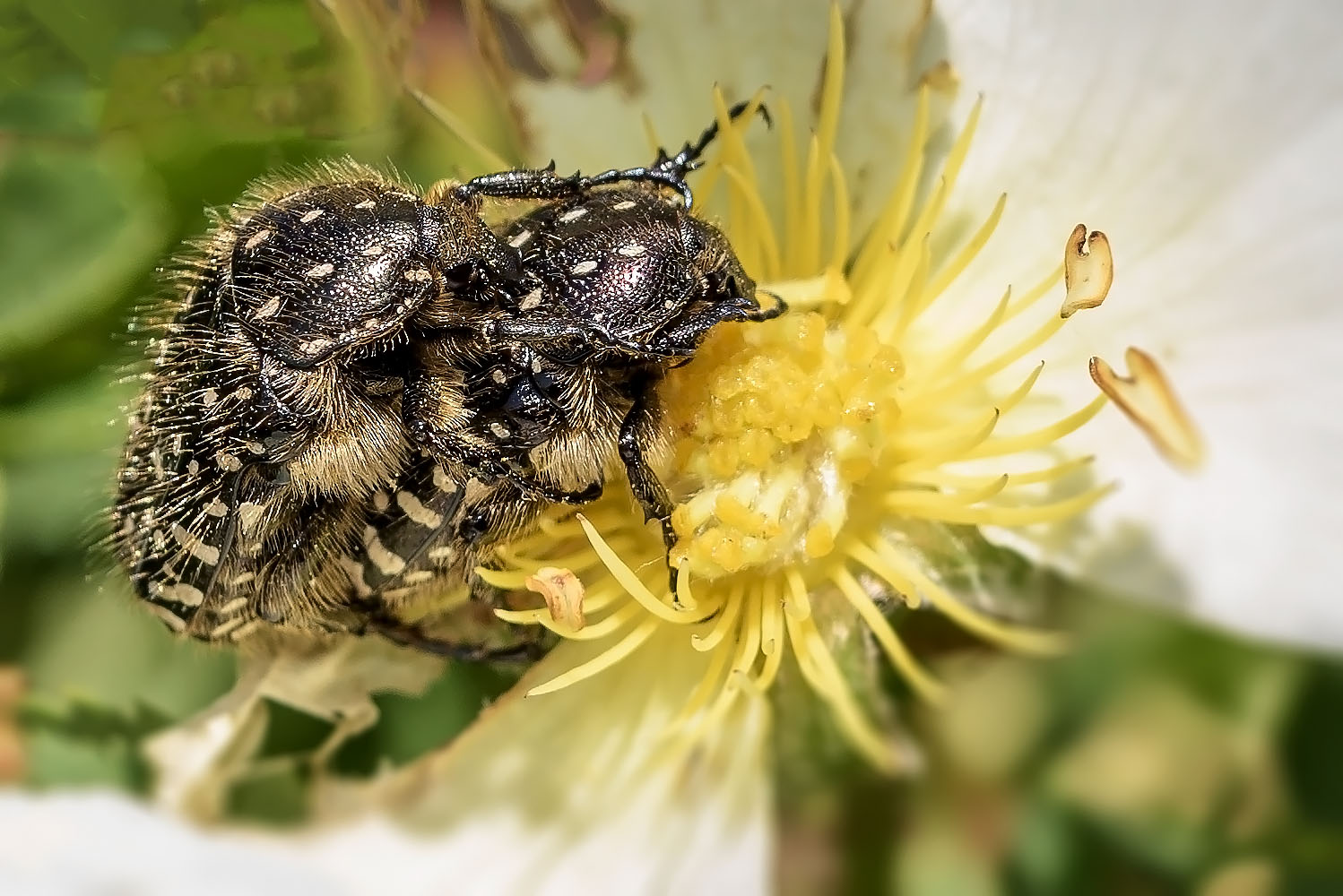 Trauer-Rosenkäfer (Oxythyrea funesta)