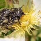 Trauer-Rosenkäfer (Oxythyrea funesta)