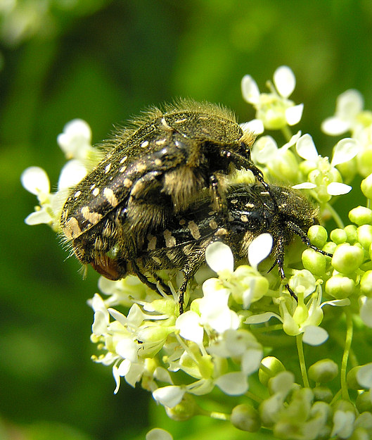 Trauer-Rosenkäfer - Oxythyrea funesta