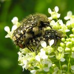 Trauer-Rosenkäfer - Oxythyrea funesta