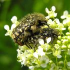 Trauer-Rosenkäfer - Oxythyrea funesta