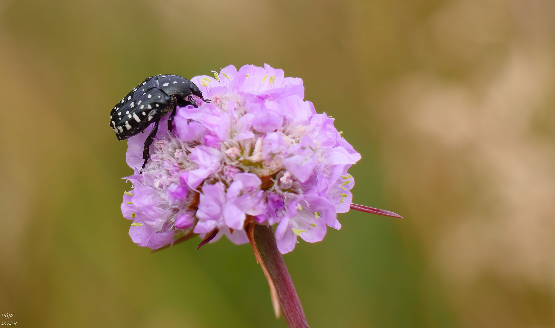 * Trauer-Rosenkäfer (Oxythyrea funesta) *