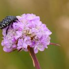 * Trauer-Rosenkäfer (Oxythyrea funesta) *