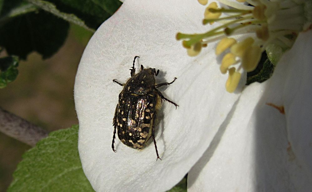 --- Trauer-Rosenkäfer (Oxythyrea funesta) ---