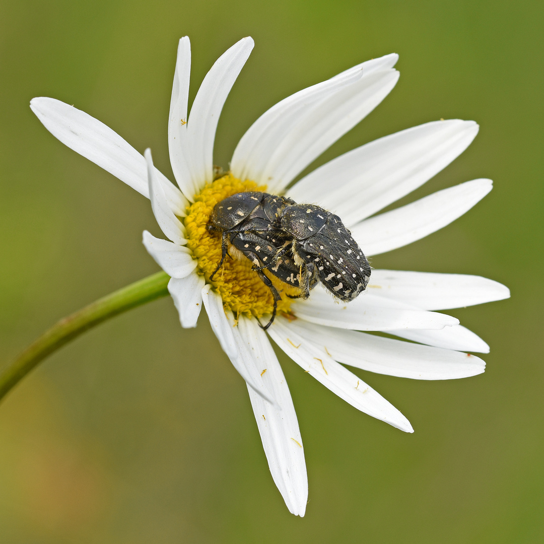 Trauer-Rosenkäfer (Oxythyrea funesta) in Kopula