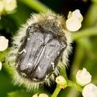 Trauer-Rosenkäfer (Oxythyrea funesta) Teil II