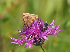 Trauer-Rosenkäfer (Oxythyrea funesta),Braune Tageule,(Euclidia glyphica)