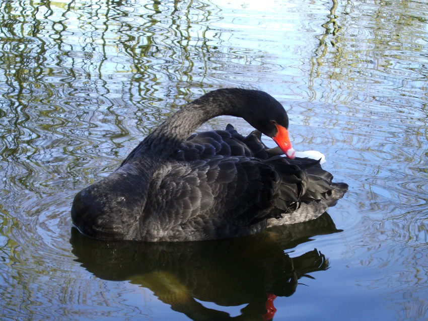 Trauer-Schwan im Allwetterzoo Münster