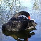 Trauer-Schwan im Allwetterzoo Münster