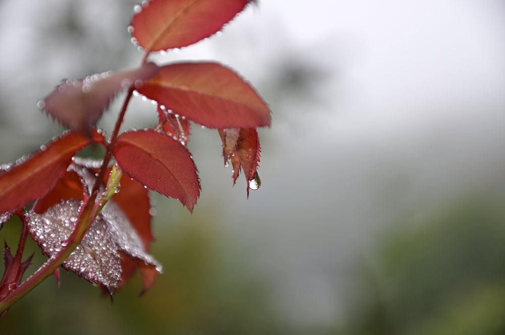 Trauer um den Sommer