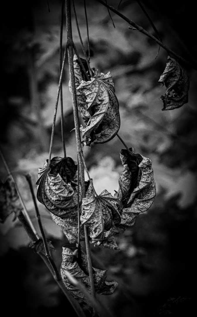 Trauer um die Herbstblätter