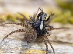 Trauer-Wolfspinne (Pardosa lugabris) 