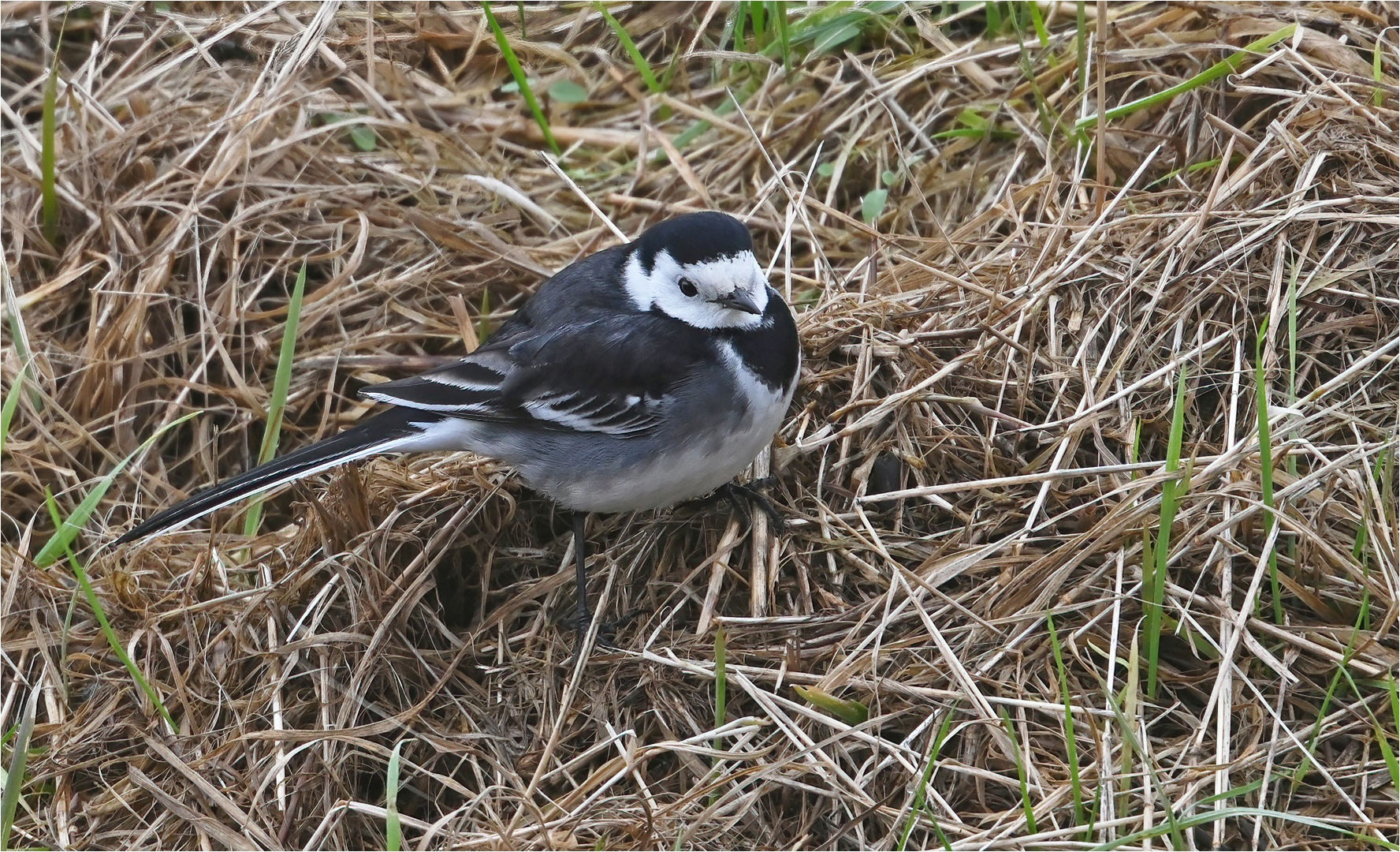 Trauerbachstelze