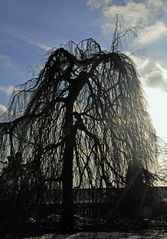 Trauerbuche im Sonnenschein