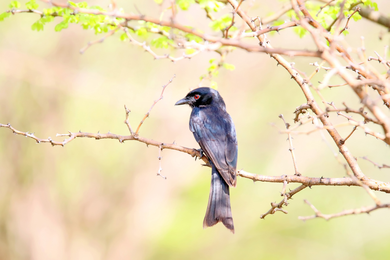 Trauerdrongo