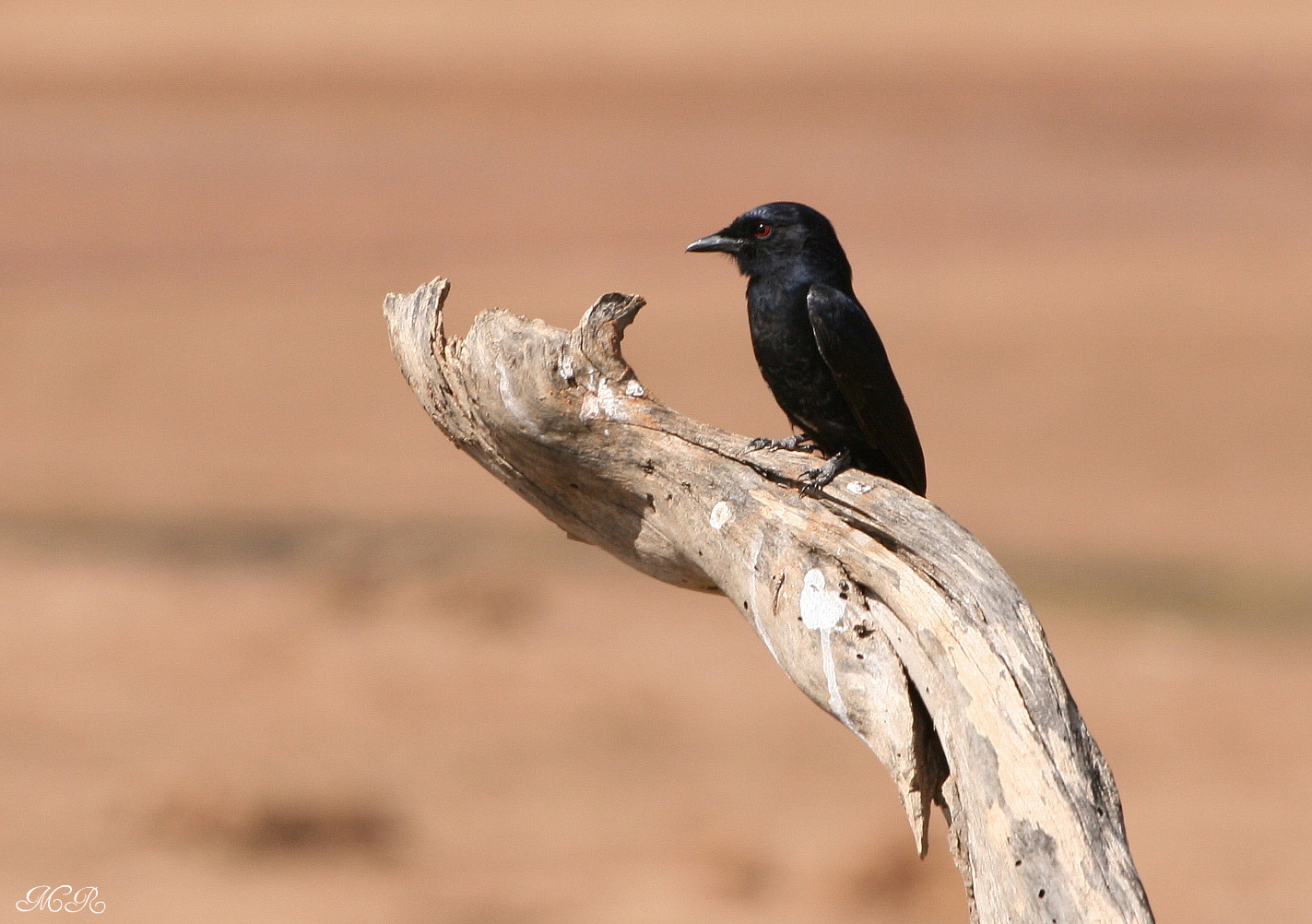 Trauerdrongo