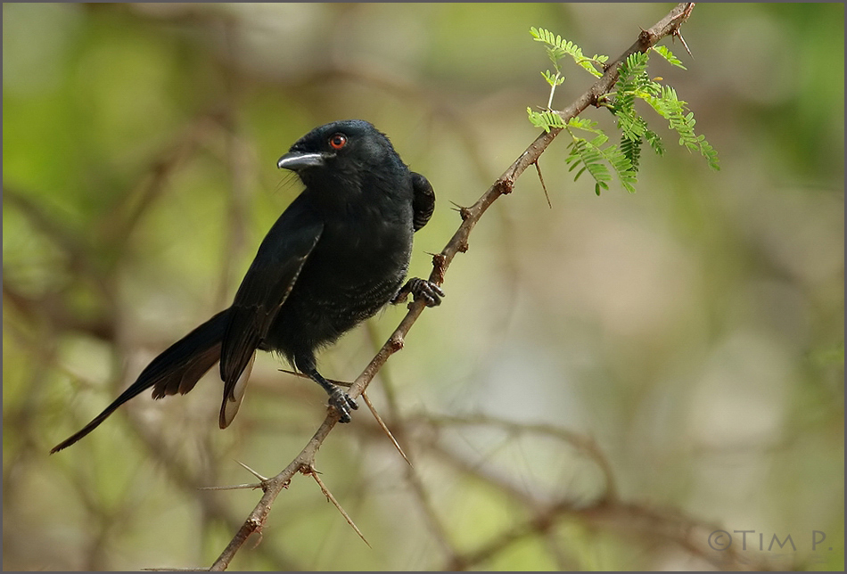 Trauerdrongo