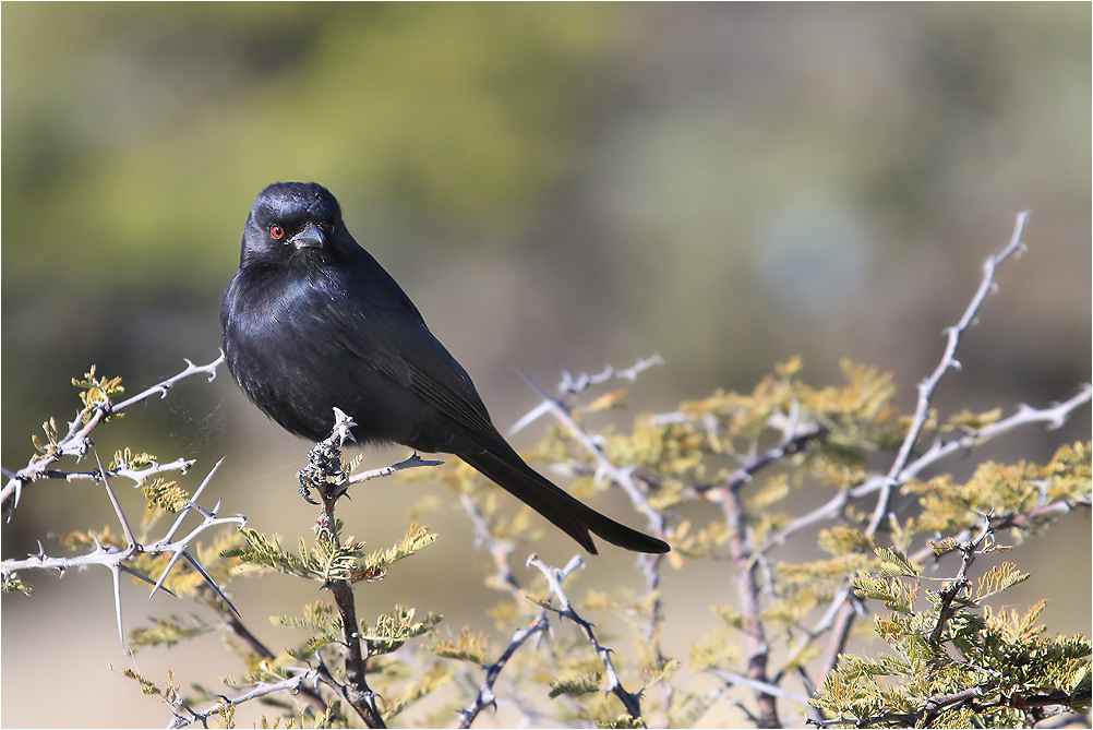 Trauerdrongo