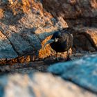 Trauerdrongo beim Abendbrot