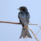 Trauerdrongo (Dicrurus adsimilis)