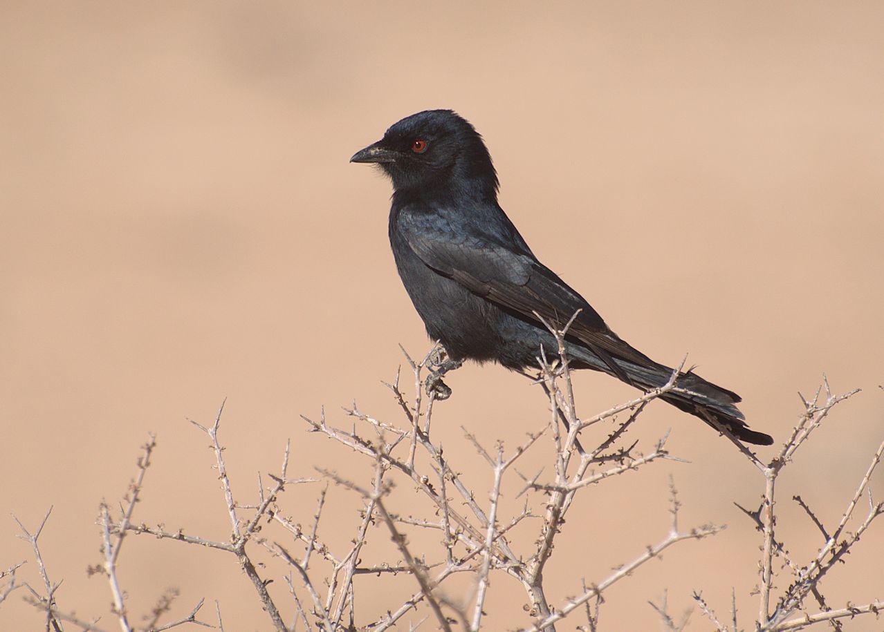 Trauerdrongo (Dicrurus adsimilis)