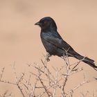 Trauerdrongo (Dicrurus adsimilis)