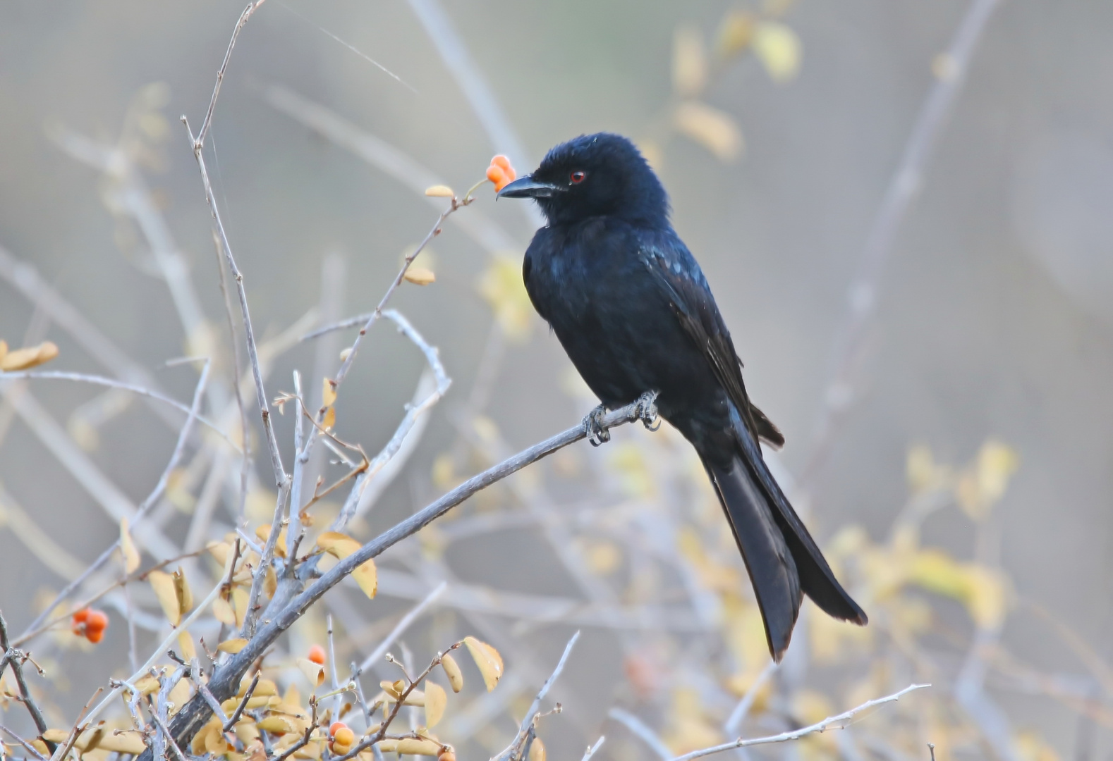 Trauerdrongo