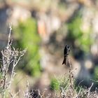 Trauerdrongo - Forktailed Drongo