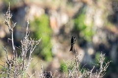 Trauerdrongo - Forktailed Drongo