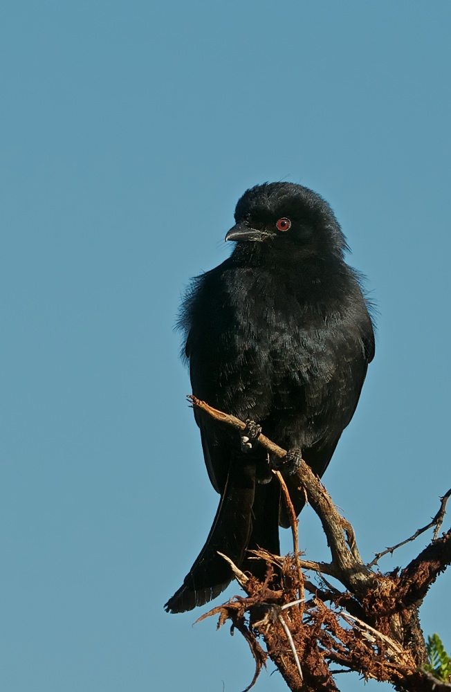 Trauerdrongo ( Süd Afrika )