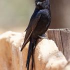 Trauerdrongo_1