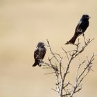 Trauerdrongo,Dicrurus adsimilis,Fork-tailed drongo