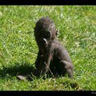 Trauerfall im Zoo Hannover